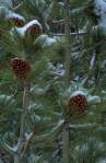 Fir Tree Needles