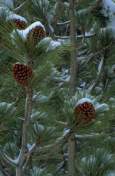 Fir Tree Needles