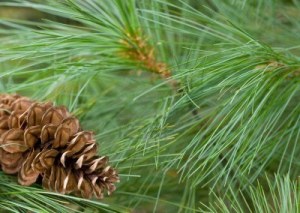 Pine cone and needle
