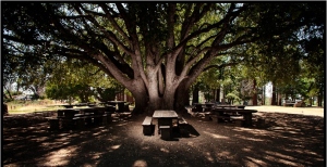 Palomar Mountain - Our Oak Tree
