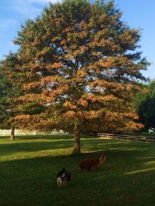 Autum at LZ-Grace