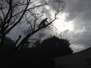 Willow Tree Limbs - Going Down